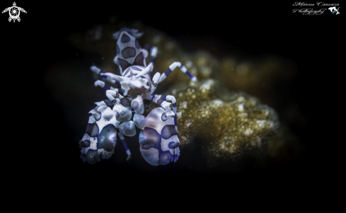 A Hymenocera picta | Harlequin Shrimp