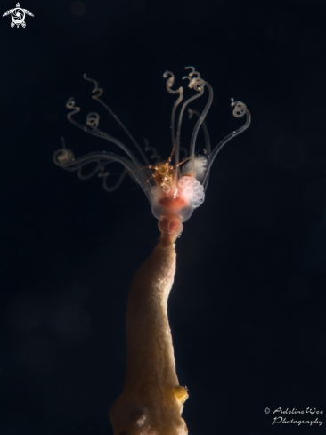 A Baby brittle star hiding in Solitary Gorgonian Hydroid 