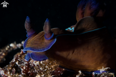 A Black Nudibranch