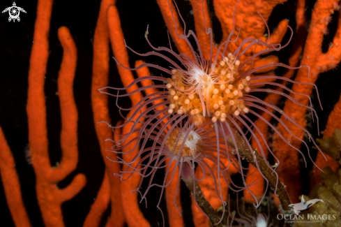 A Tubular Hydroids