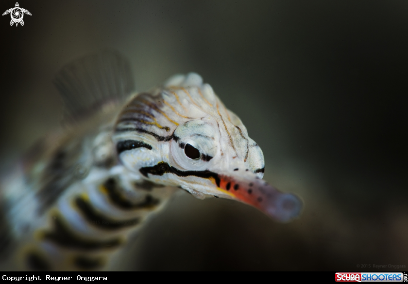 A Seahorse Pipefish