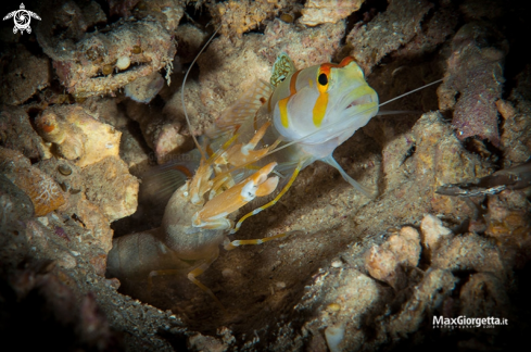 A randalls goby & shrimp