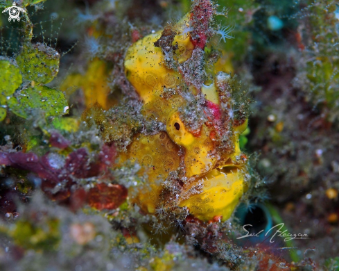 A Yellow Frogfish