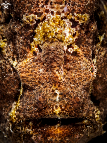 A Giant Frogfish