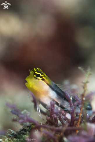 A Axelrod Clown Blenny