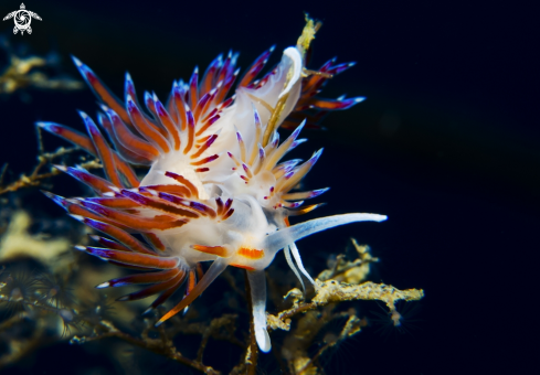 A nudibranch