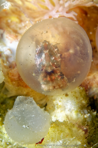 A Egg with Flamboin Sepia