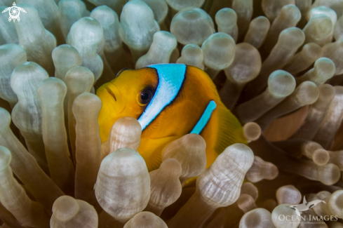 A Clownfish