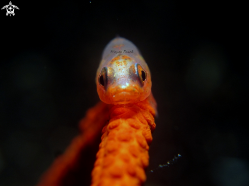 A whip coral goby