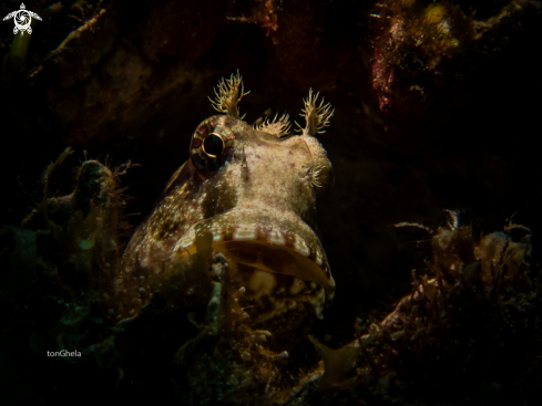 A Sailfin Blenny