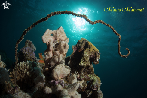 A Whip coral