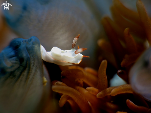 A nudibranch