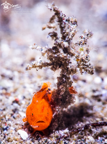 A frogfish