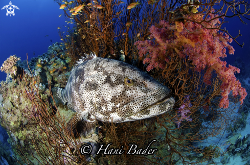 A grouper