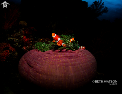 A Anemone fish with aneome