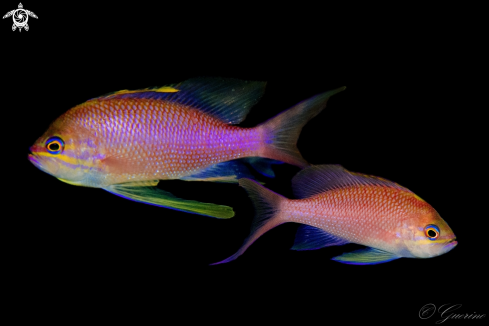 A anthias