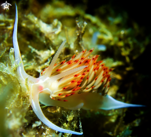 A Flabellina trilineata underwate