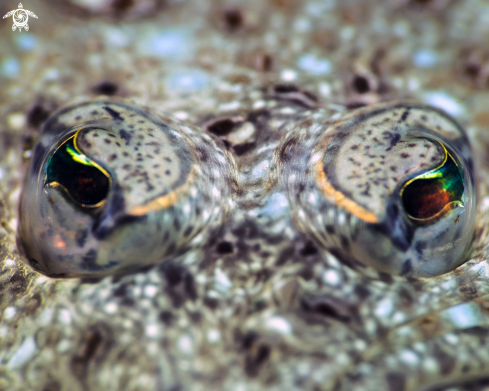 A Flounder eye