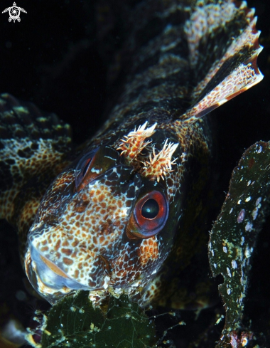 A underwater creature