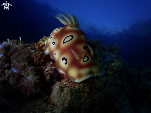 A nudibranch