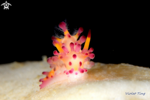 A Nudibranch