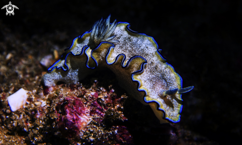 A Nudibranch 