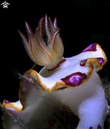 A Nudibranch 