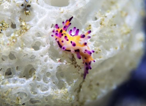 A Nudibranch 