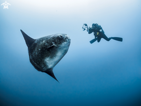 A Southern Ocean Sunfish