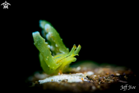 A Lined-shell Sapsucking Slug