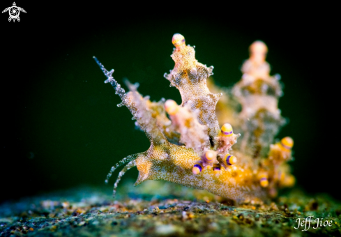 A Ocellated Eubranchus