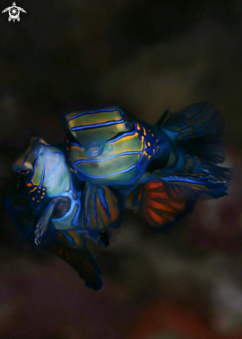 A Mandarin Fish