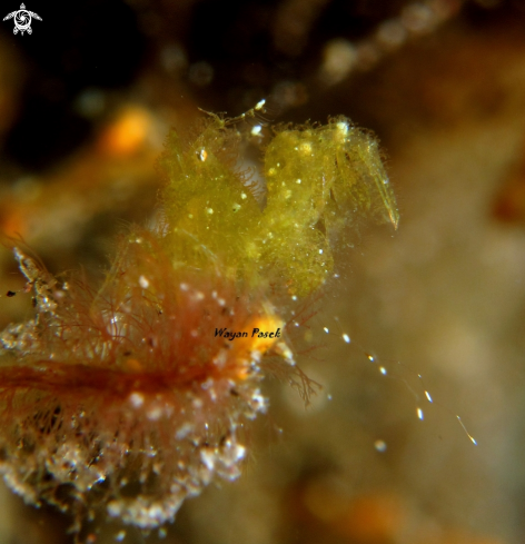 A algae shrimp