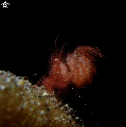 A algae shrimp