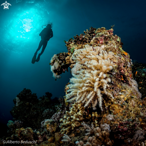 A Pinnacle with soft coral