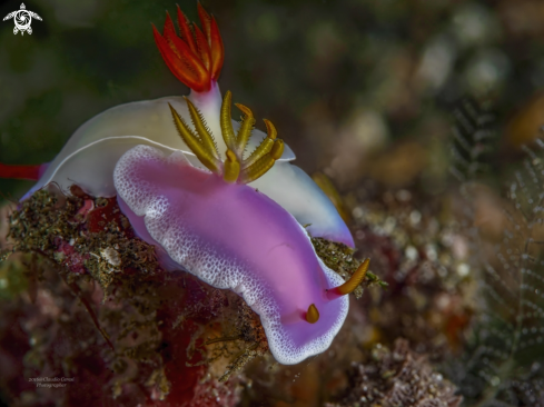 A Hypselodoris bullockii (L) and  Hypselodoris apolegma (R)