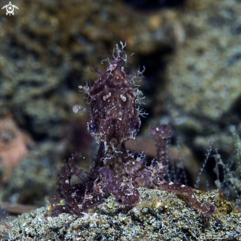 A Hairy Octopus