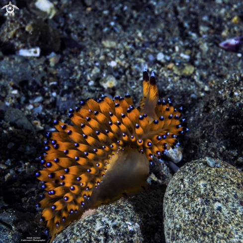 A nudibranch 