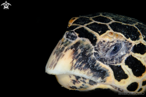 A Hawksbill turtle