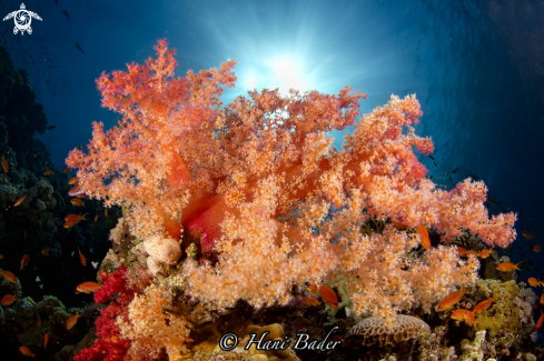 A soft coral