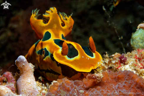 A Nudibranche