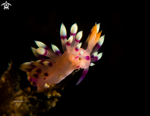 A Flabillina exoptata | Nudibranch