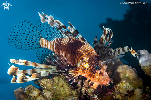 A Lionfish