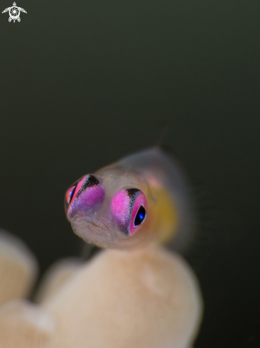 A Pink Eyed Goby