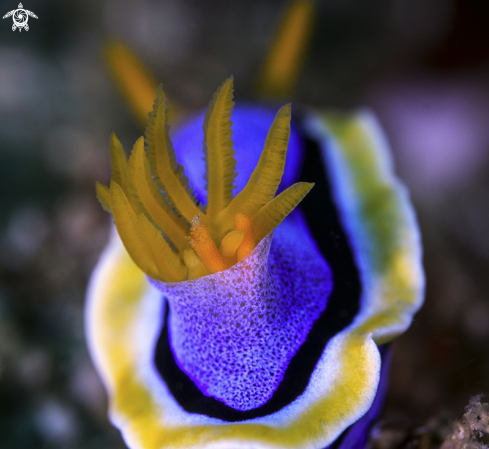 A chromodoris annae