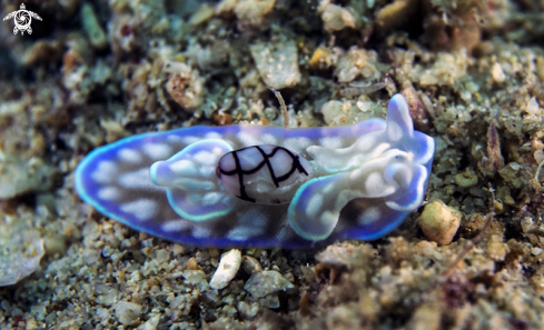 A nudibranch 