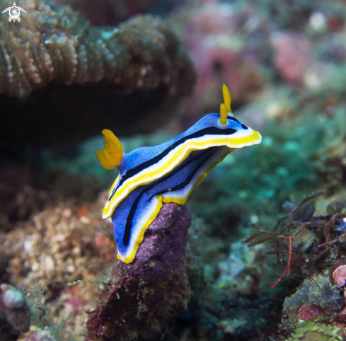 A nudibranch