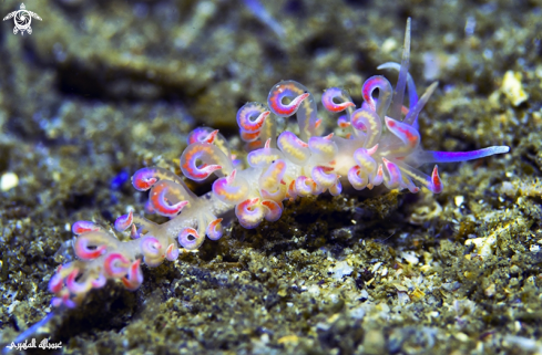 A nudibranch