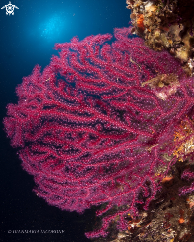 A Gorgonian