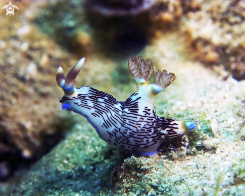 A Nudibranch